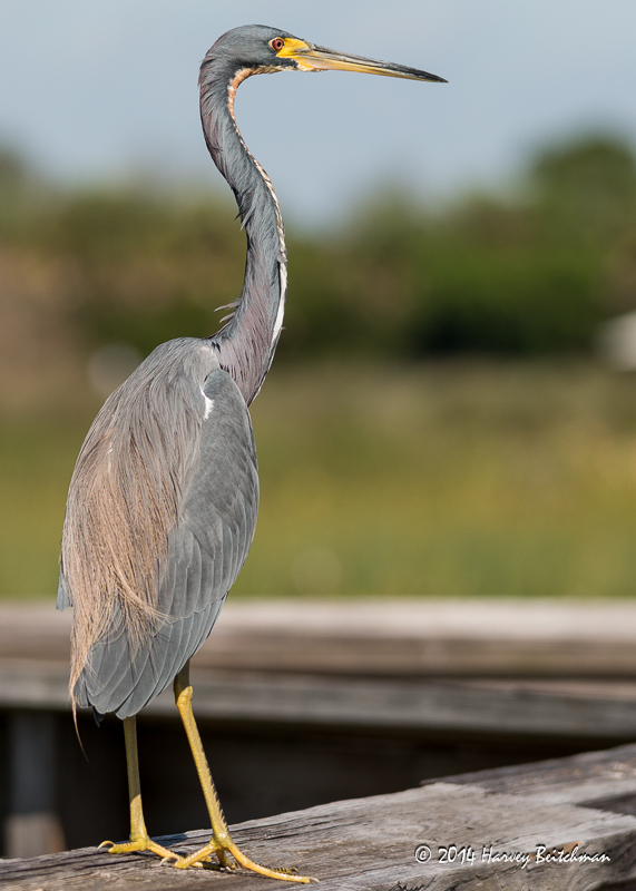 Tricolored Heron_MEX6435.jpg